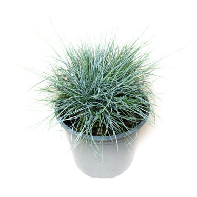 Festuca Coxii (blue Grass) - 1.5l