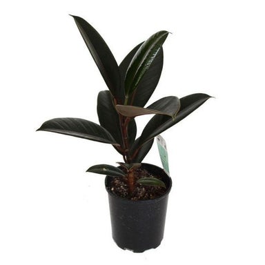 buy philodendron mayoi Philodendron Mayoi | Care Guide and Pro Tips - Delivery from Toronto across  Canada