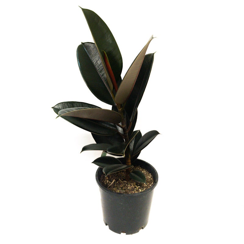 Ficus Elastica 'black Knight' (rubber Plant) - 200mm