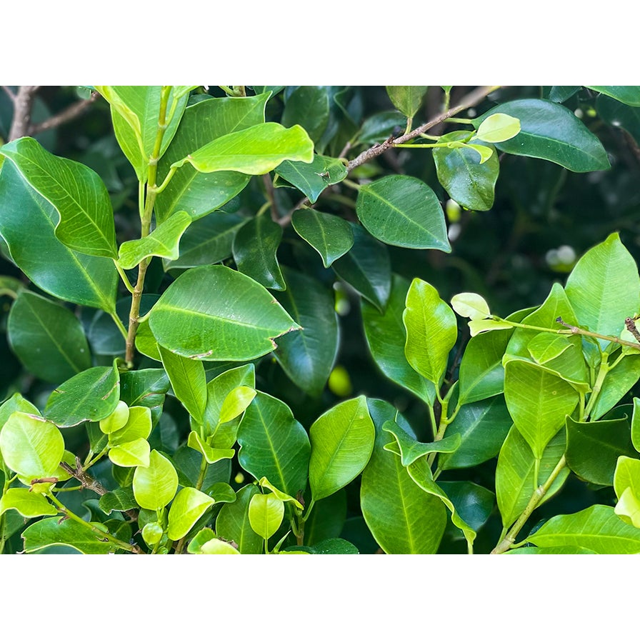 Ficus Microcarpa 'tuffi' (ficus Tuffi) - 10l