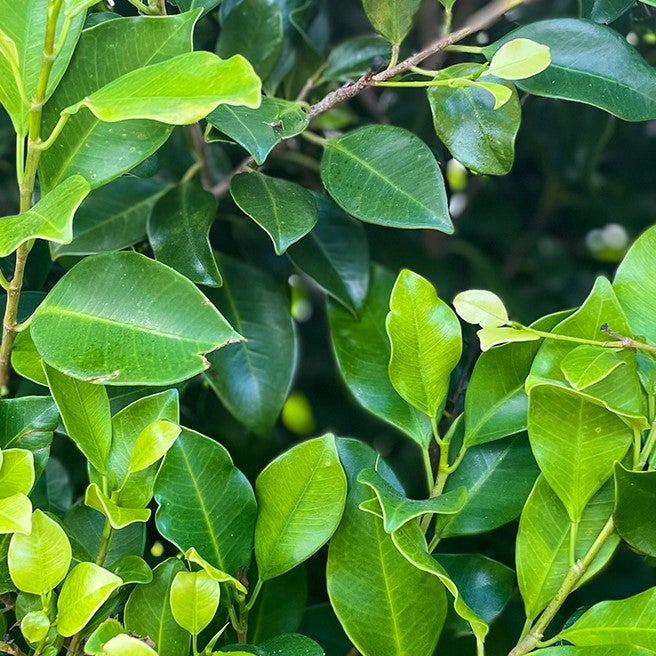 Ficus Microcarpa 'tuffi' (ficus Tuffi) - 17l