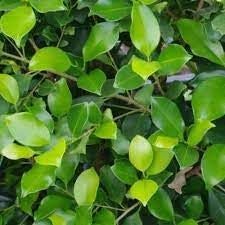 Kings Ficus Microcarpa 'tuffi' (ficus Tuffi) - 2.5l