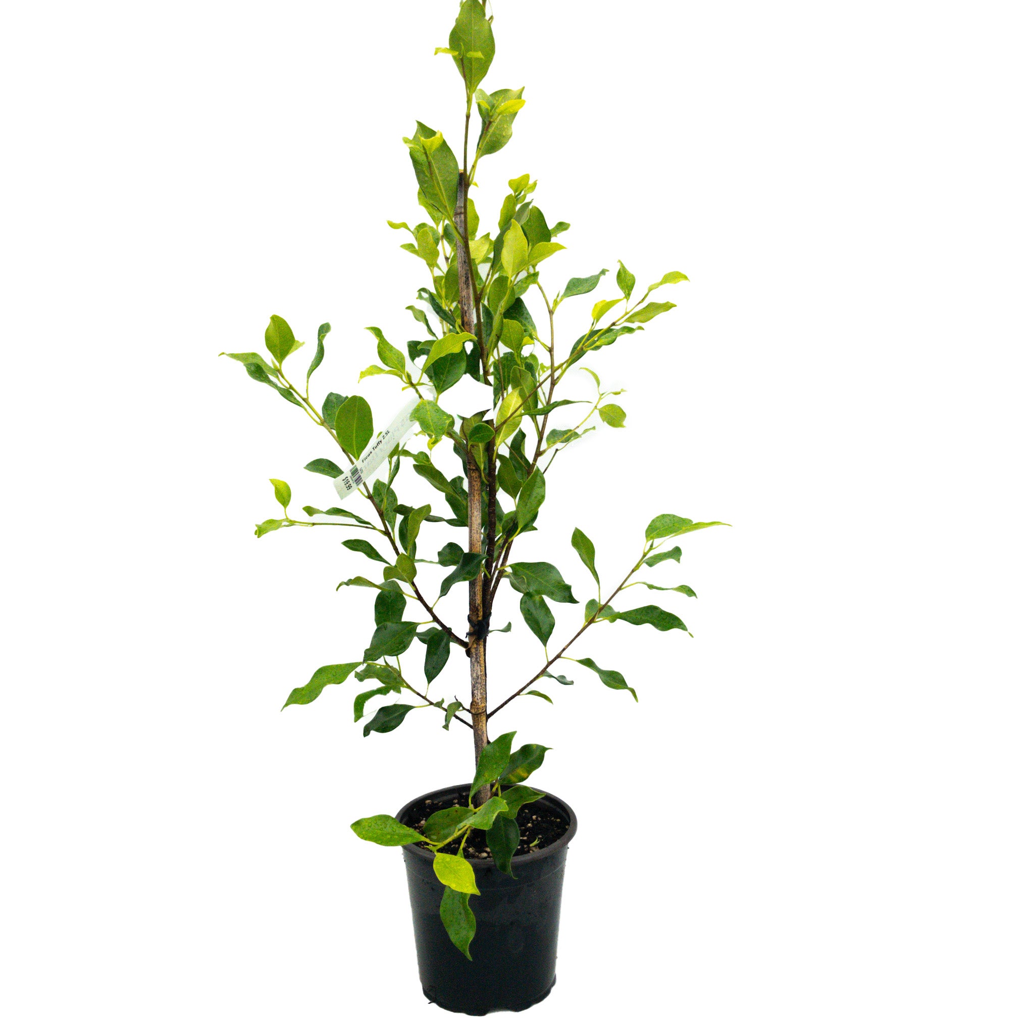 Ficus Tuffy 2.5l