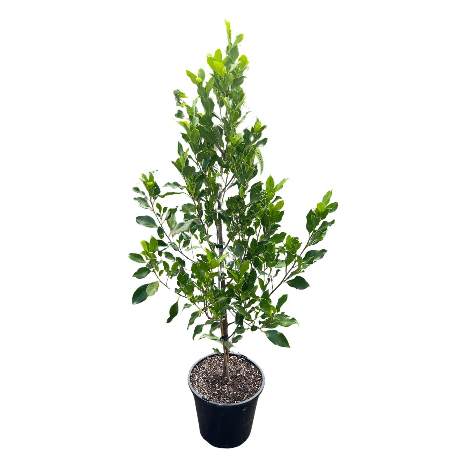 Ficus Tuffy 8l