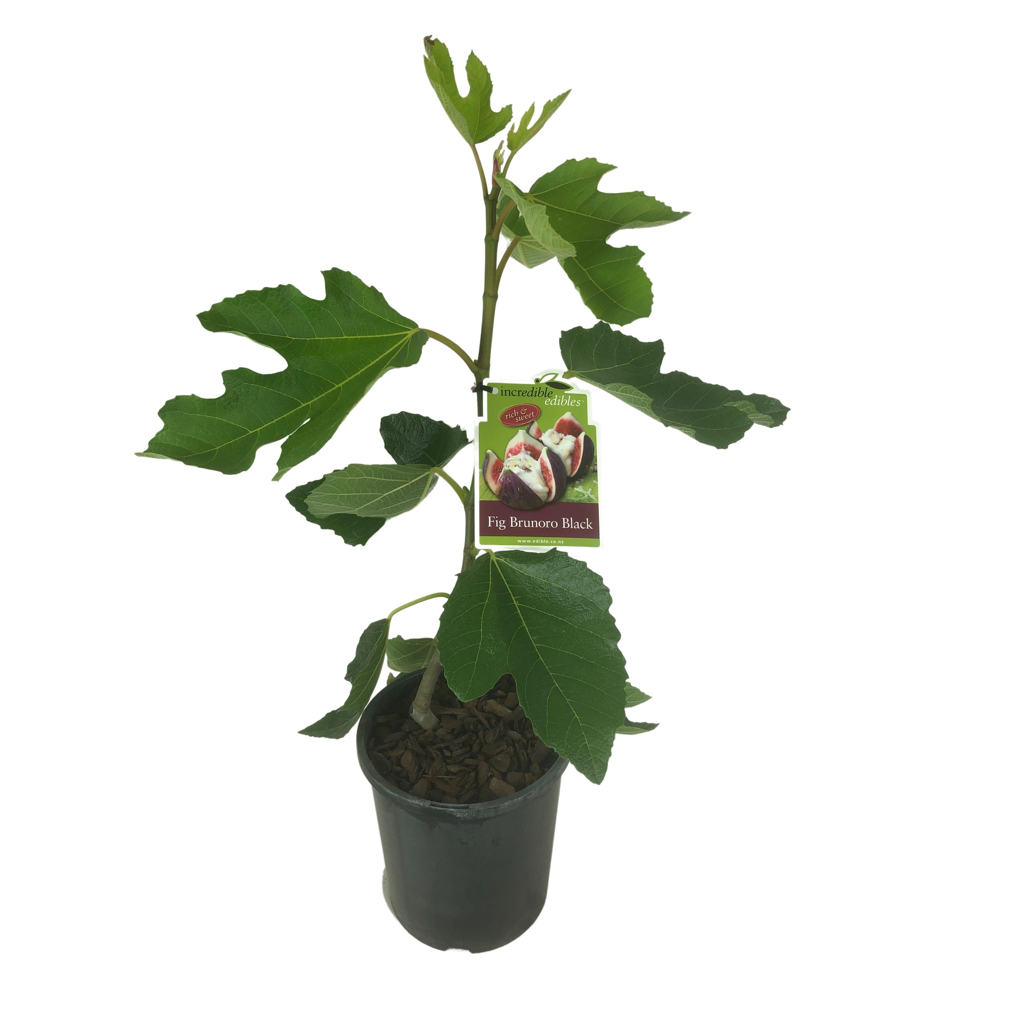 Fig 'brunoro Black' - 3l