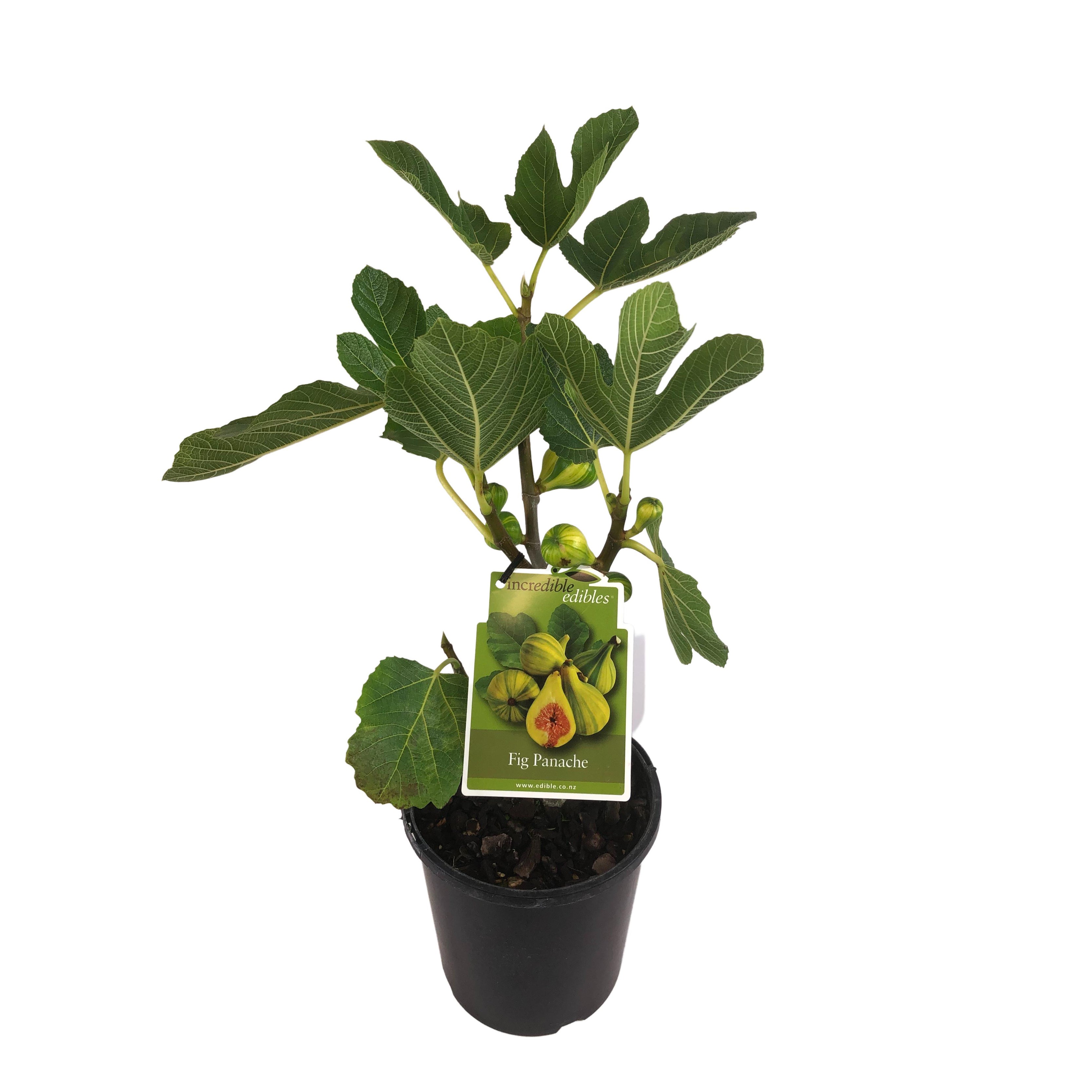 Fig 'panache' - 3l
