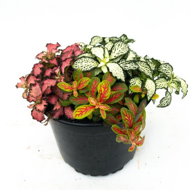 Fittonia Mixed Planter -14cm