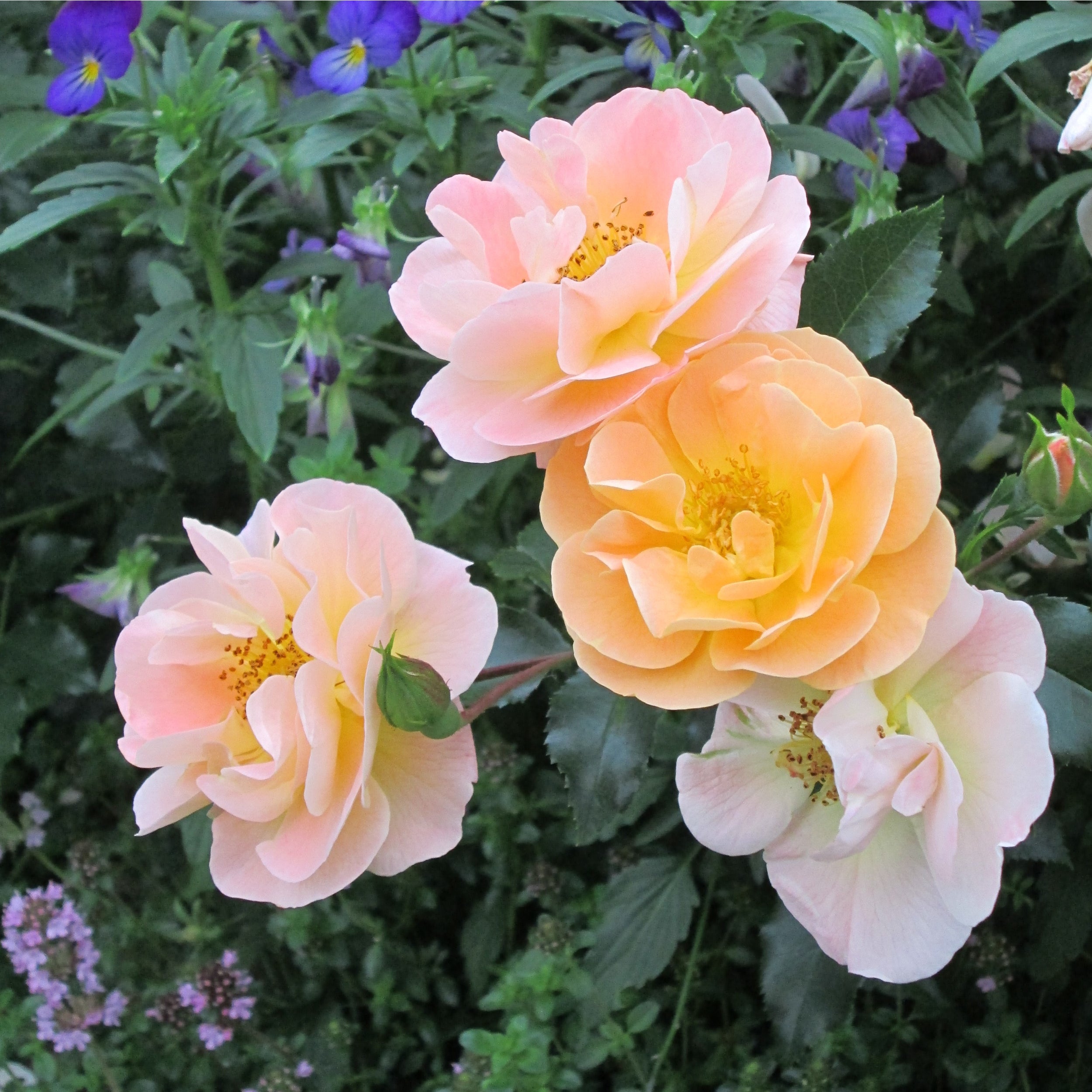 Flower Carpet Rose - Amber - 2.5l