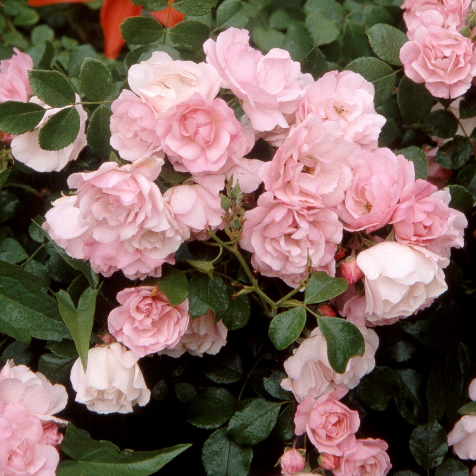 Flower Carpet Rose - Apple Blossom - 2.5l