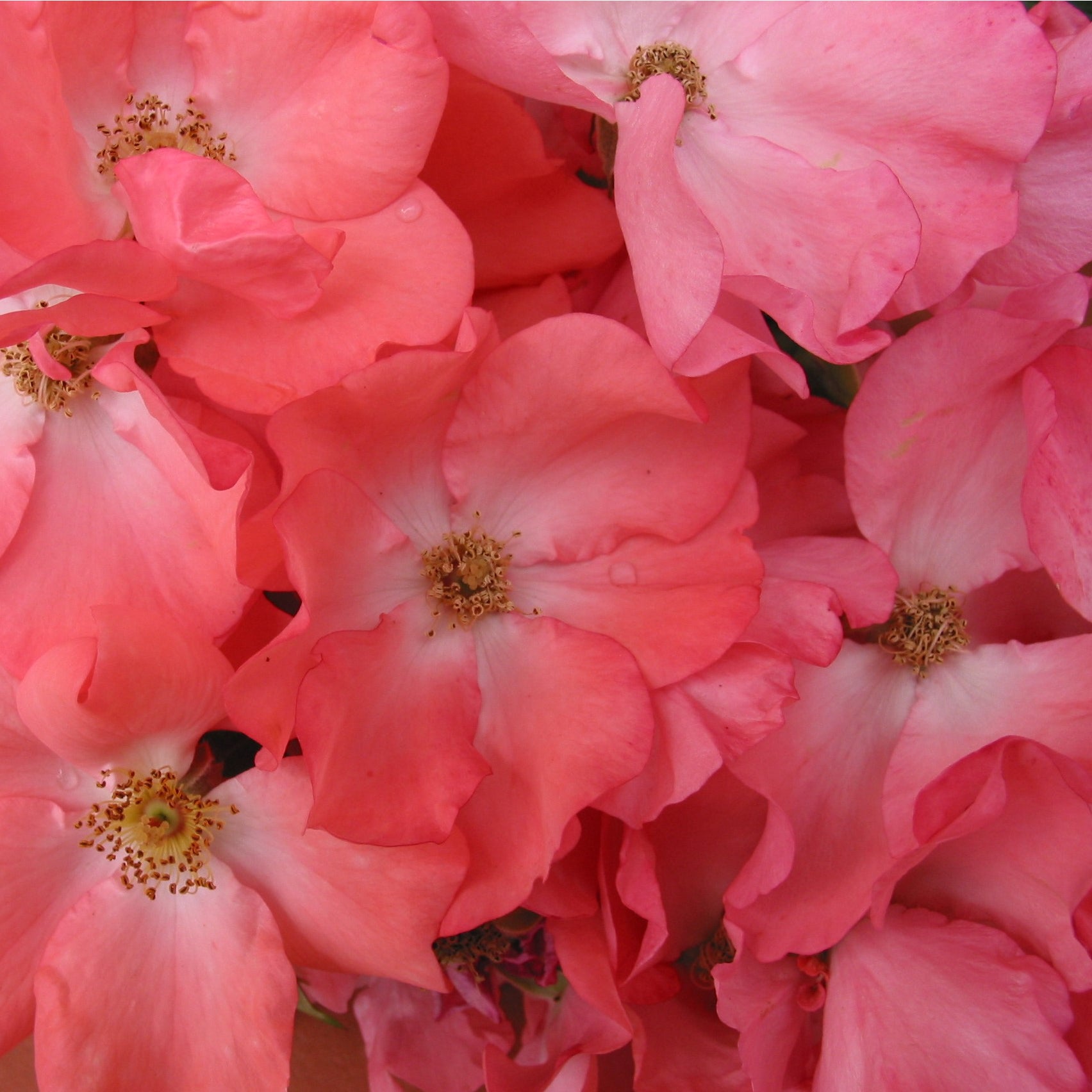 Flower Carpet Rose - Coral - 2.5l