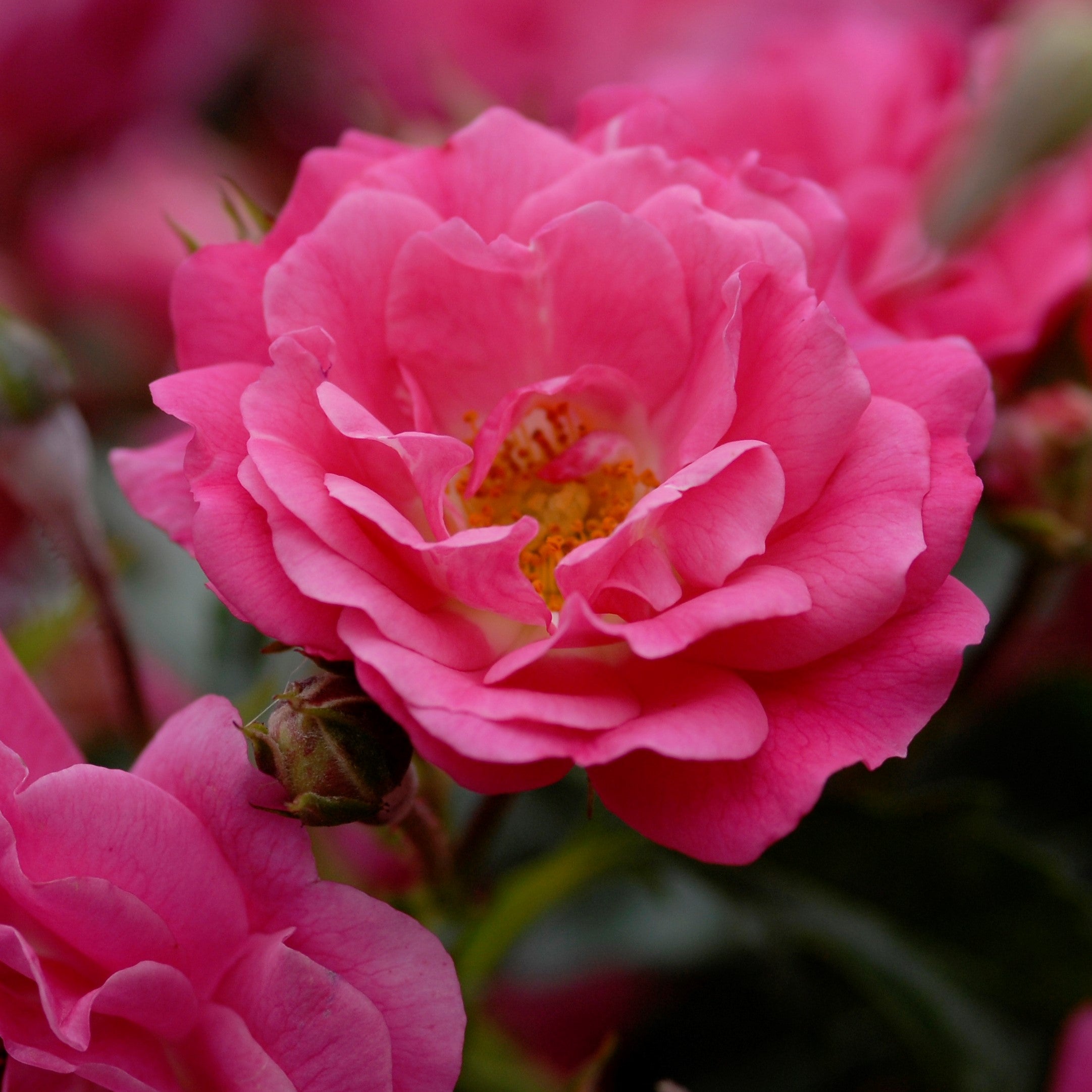 Flower Carpet Rose - Pink - 2.5l