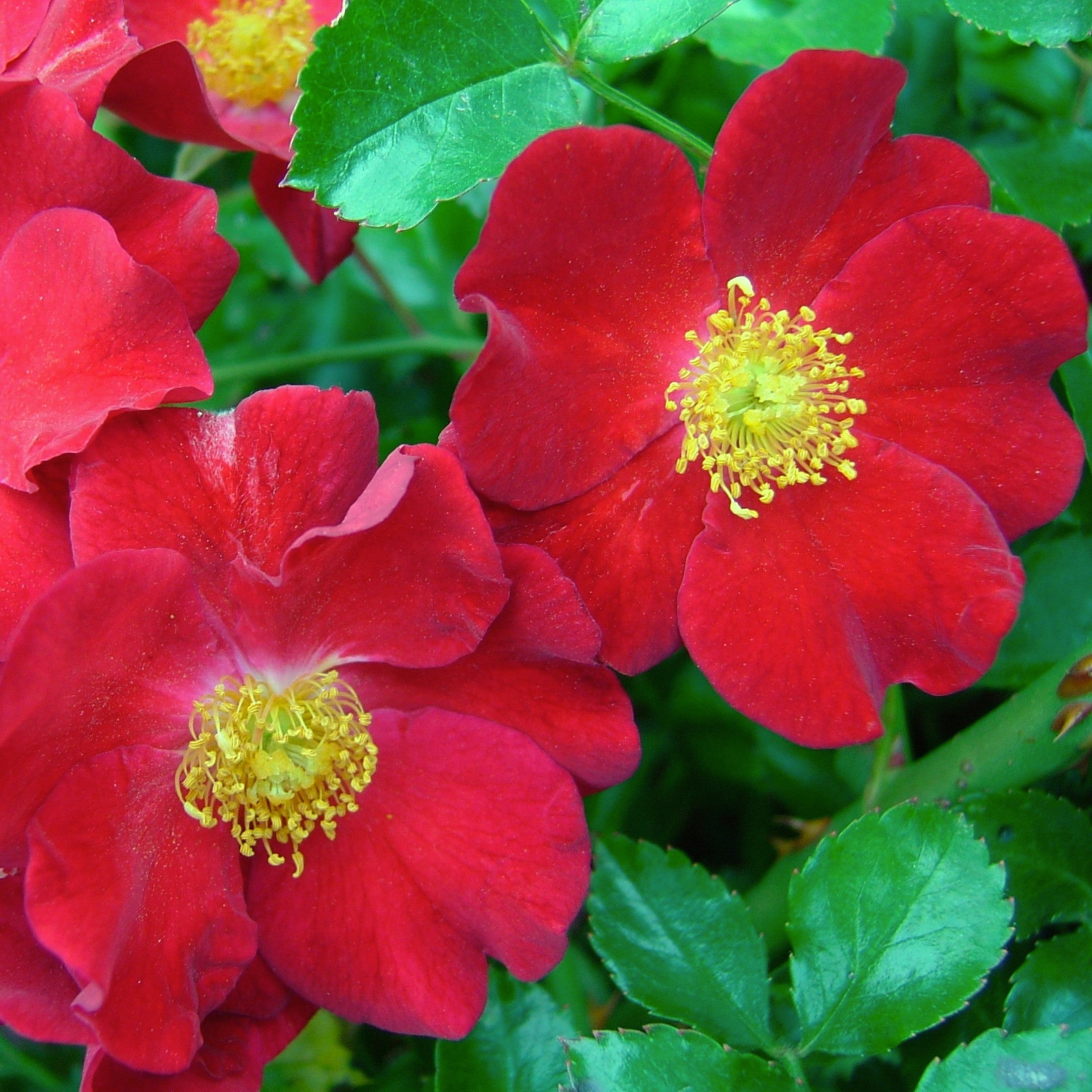 Flower Carpet Rose - Red - 2.5l