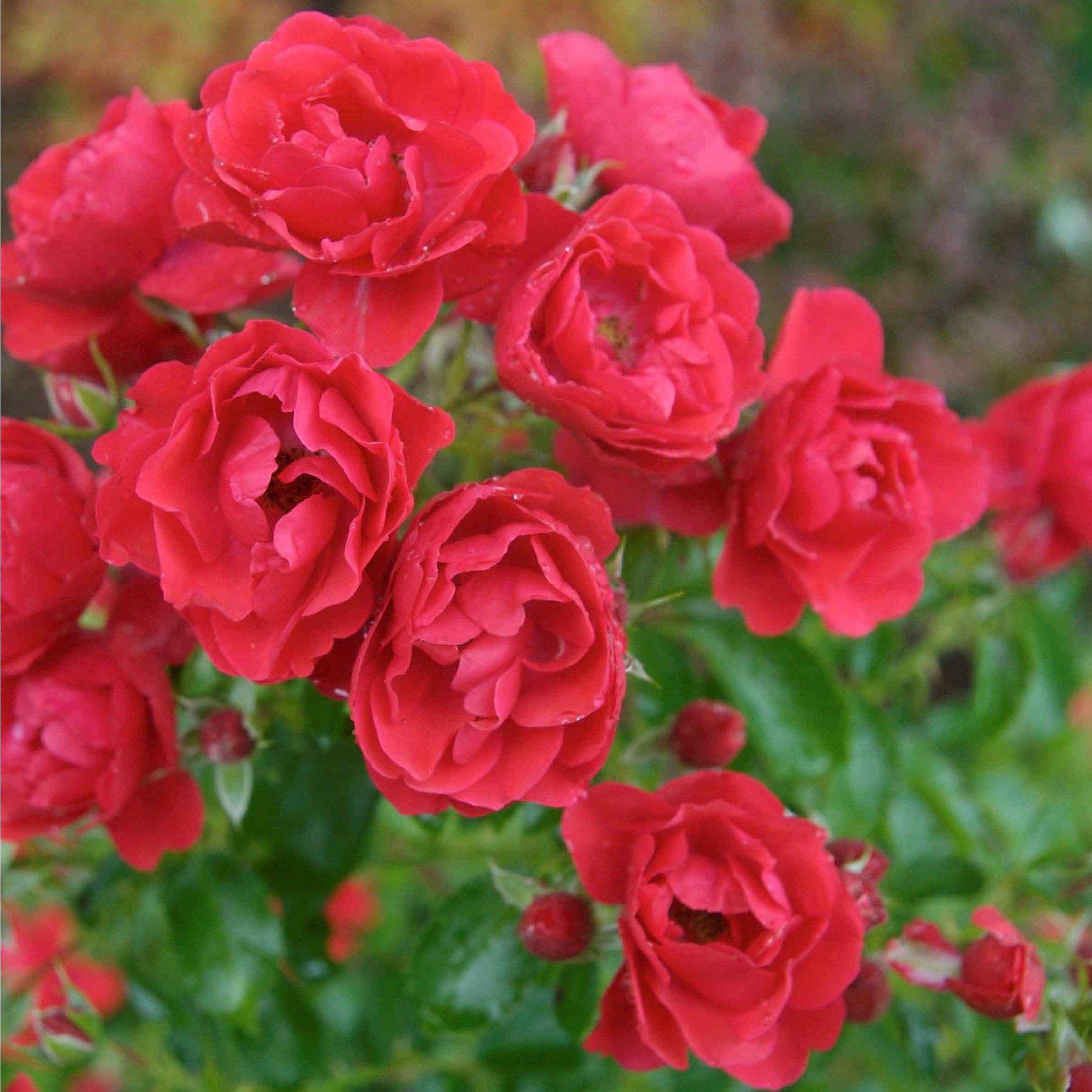 Flower Carpet Rose - Scarlet - 2.5l