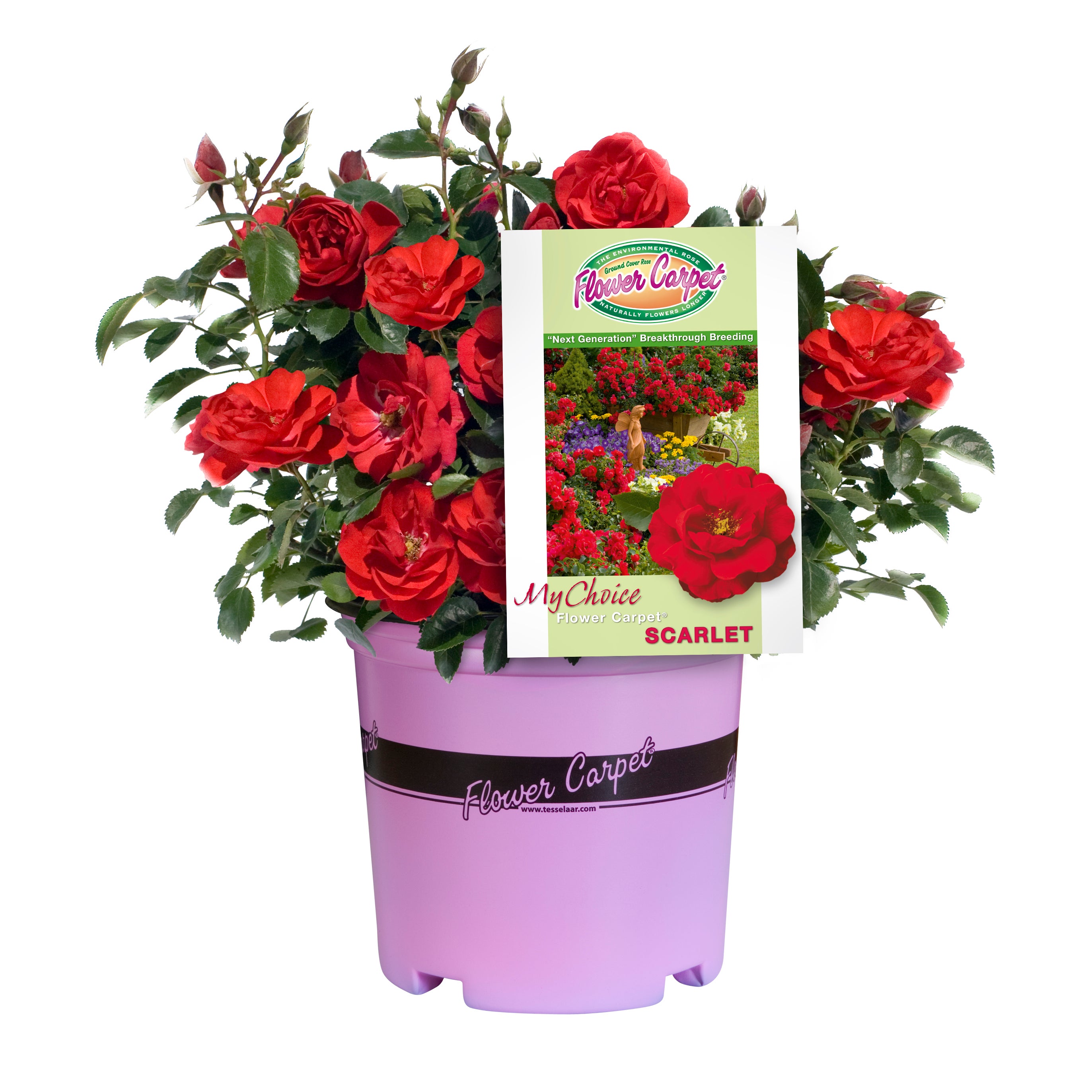 Flower Carpet Rose Scarlet 2 5l Roses Kings Plant Barn Nz Garden Centres Online Cafes