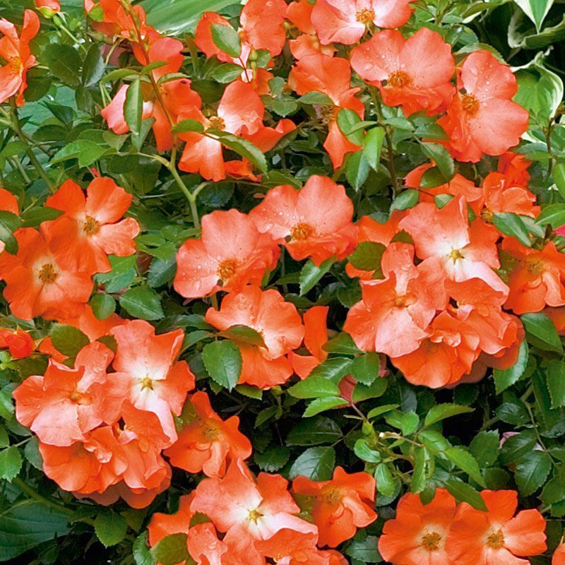 Flower Carpet Rose - Sunset - 2.5l