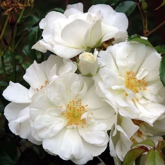 Flower Carpet Rose - White - 2.5l