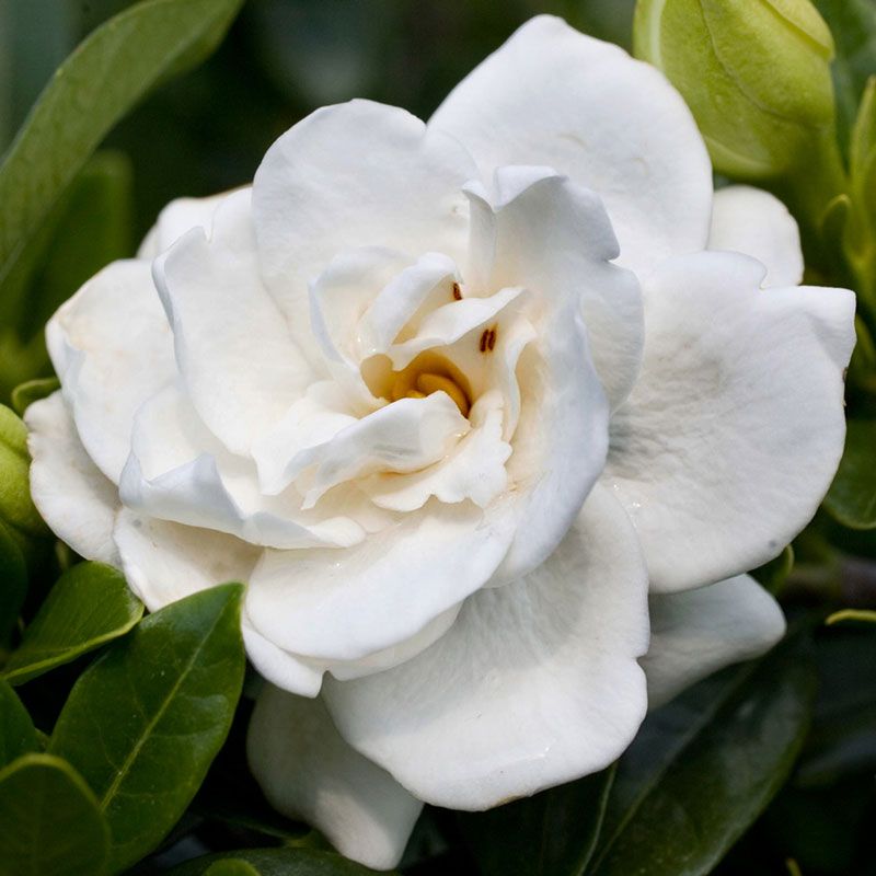 Kings Gardenia Jasminoides 'crown Jewels' - 1.3l
