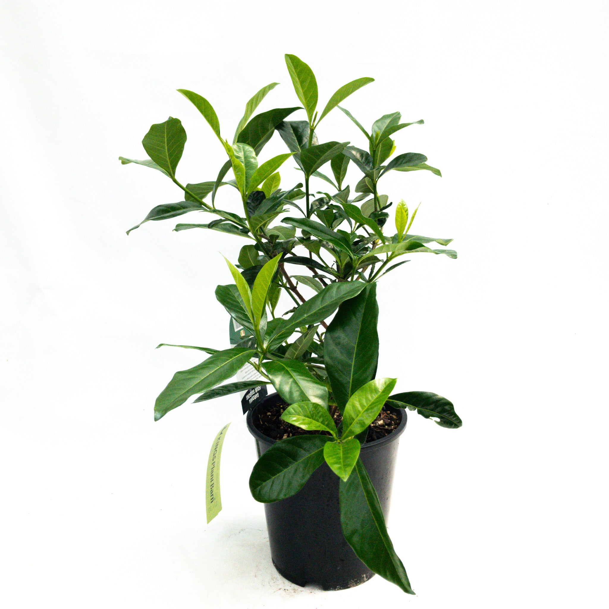 Gardenia 'four Seasons' - 3.3l