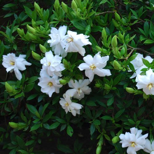 Gardenia Jasminoides 'fragrant Star' - 1l