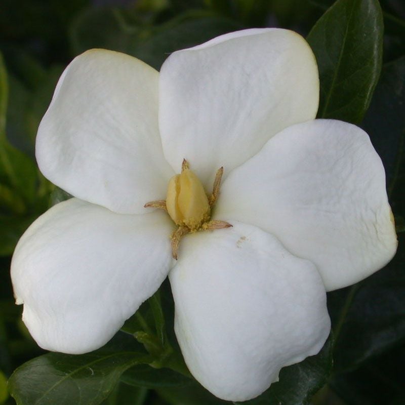Gardenia Jasminoides 'fragrant Star' - 2.5l
