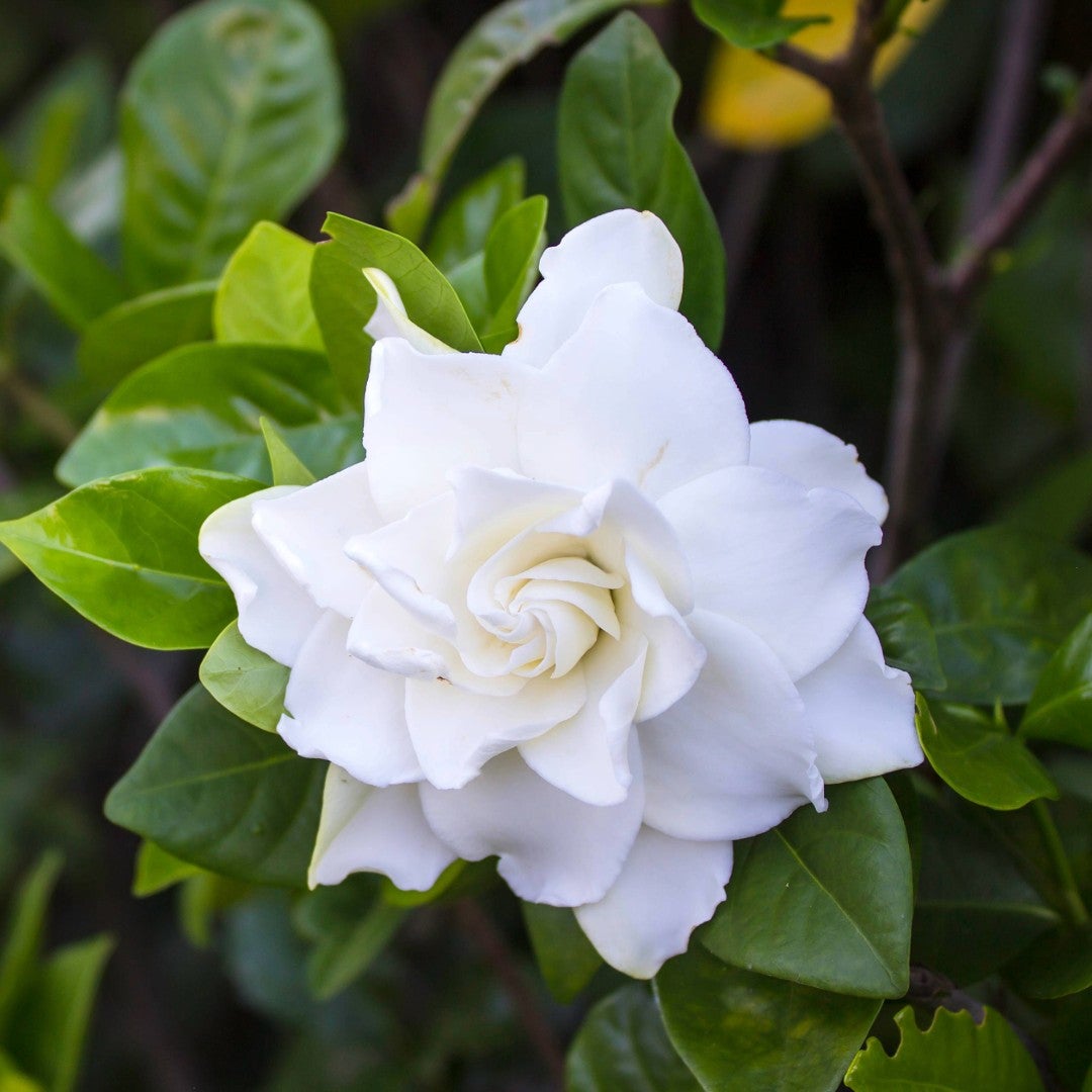 Gardenia Jasminoides 'lace Lady' - 2l