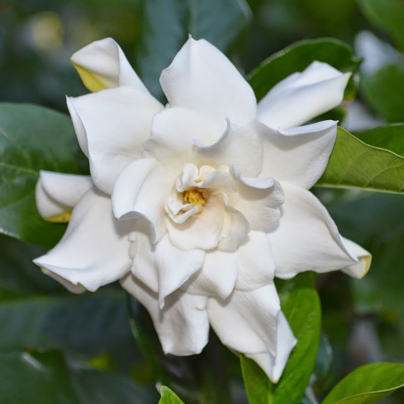 Kings Gardenia Jasminoides 'professor Pucci' - 1.3l