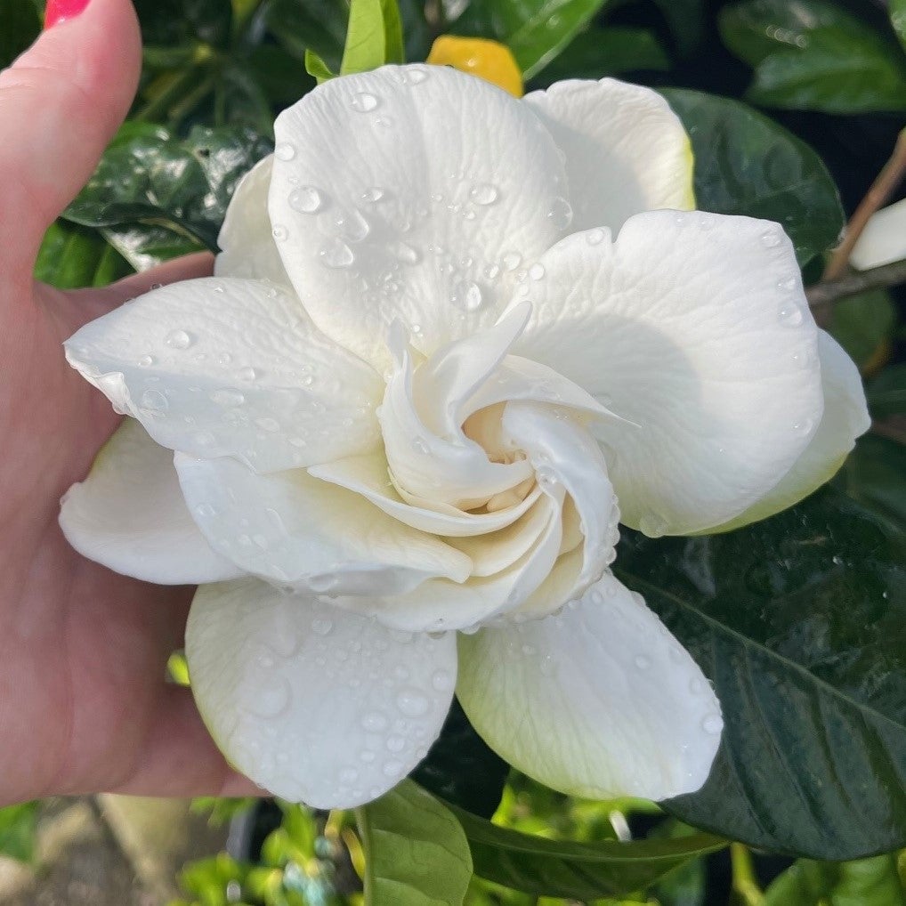 Gardenia Jasminoides 'tahiti' - 2l