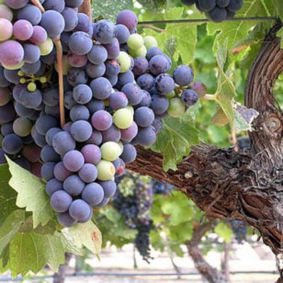 Grape 'albany Surprise' - 3l