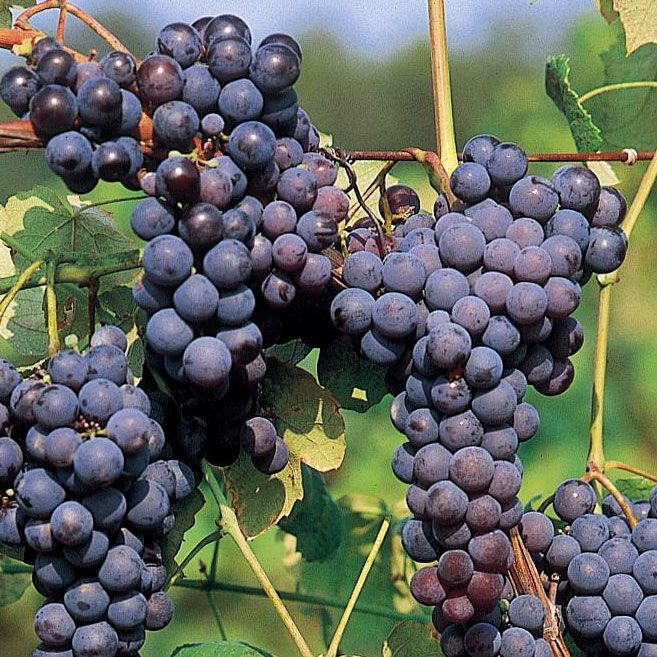 Grape 'buffalo' - 3l
