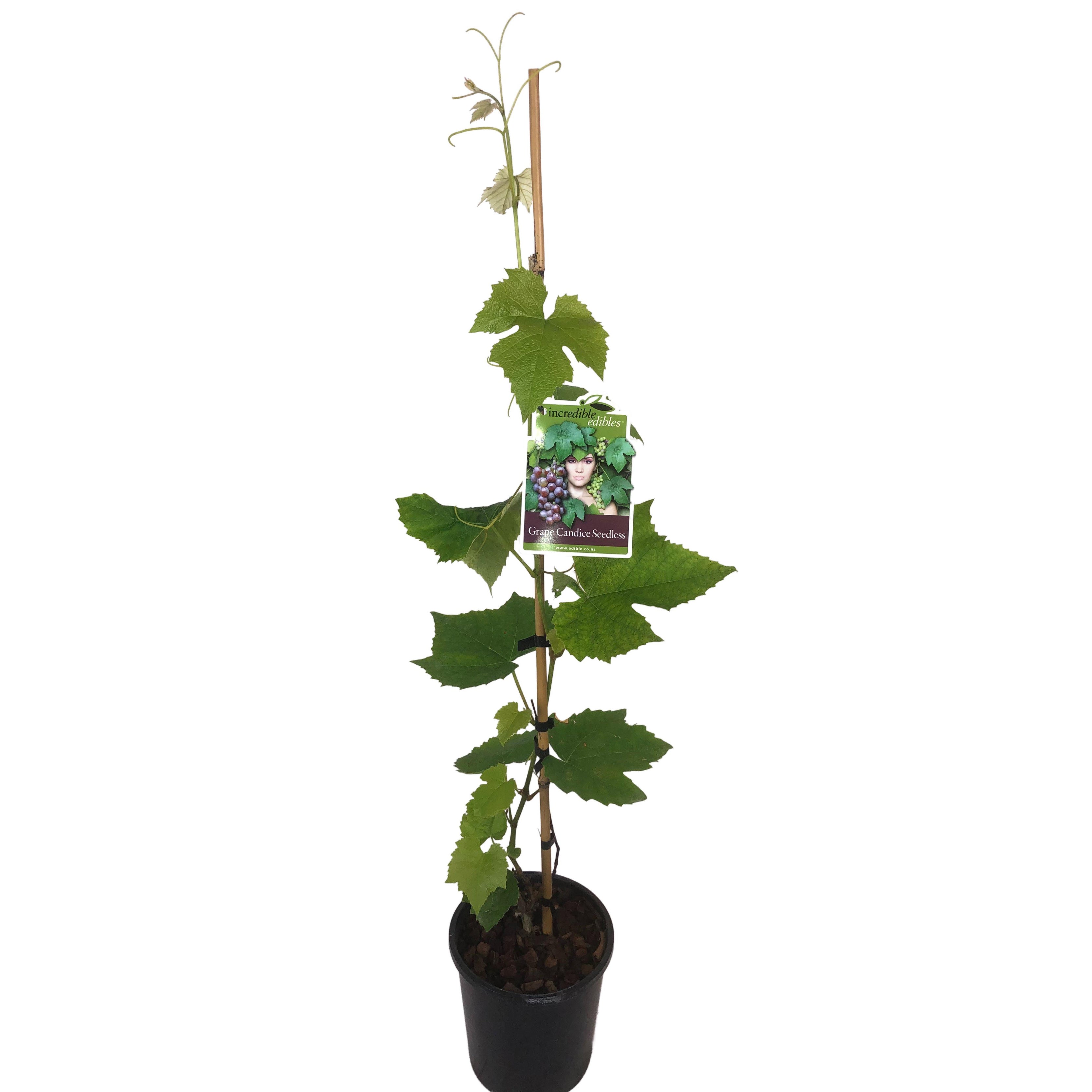 Grape 'candice Seedless' - 3l