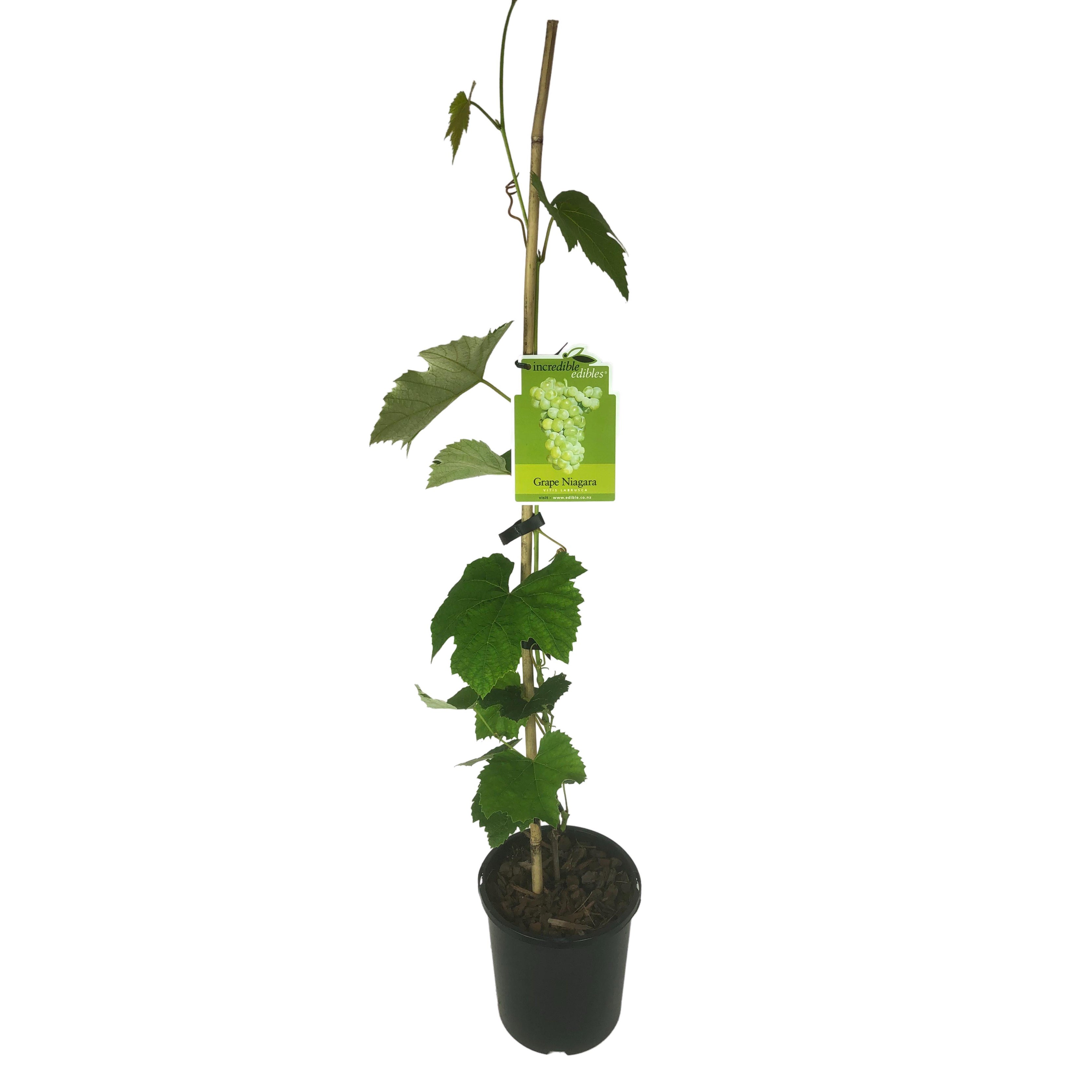 Grape 'niagara' - 3l