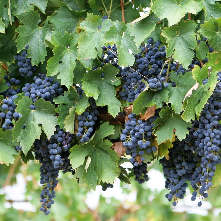 Grape Schuyler - 3l
