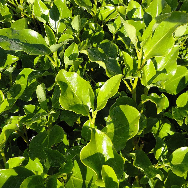 Kings Griselinia Littoralis 'broadway Mint' - 1.3l