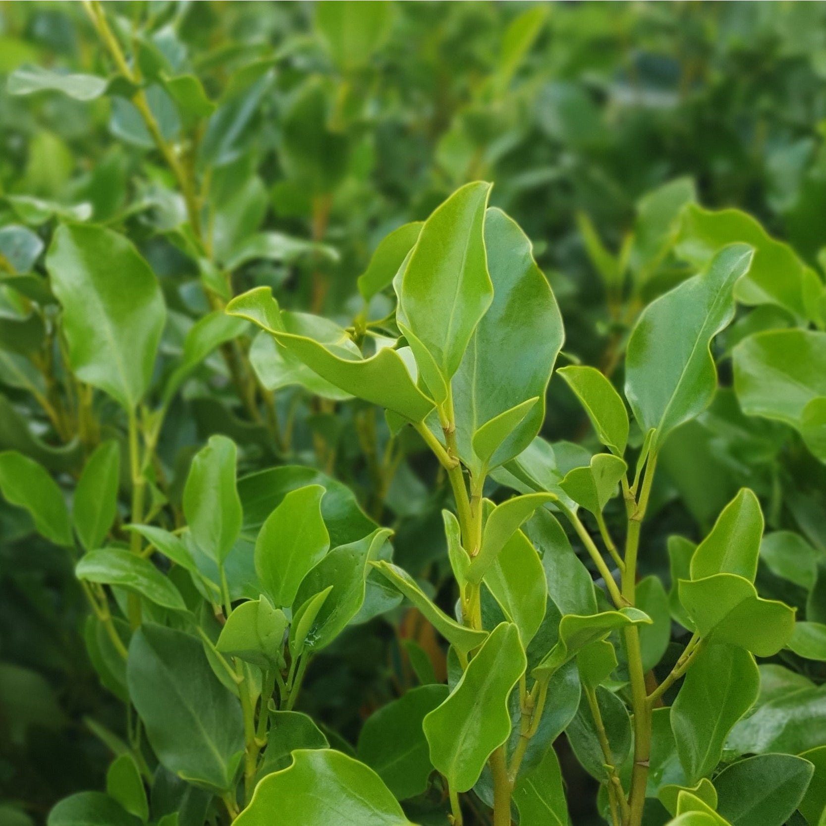 Griselinia Littoralis Broadway Mint 30l
