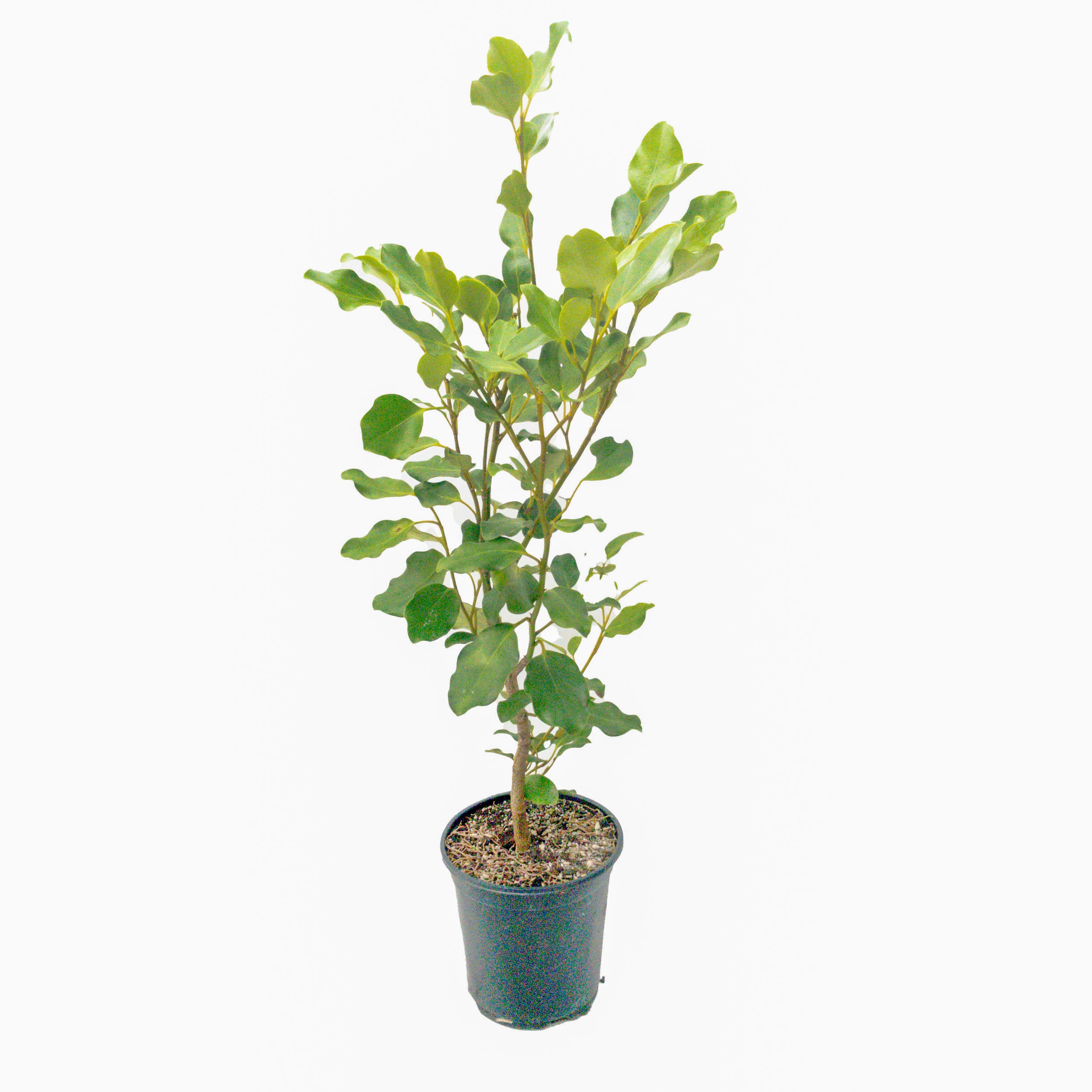 Kings Griselinia Littoralis 'broadway Mint' - 3.5l