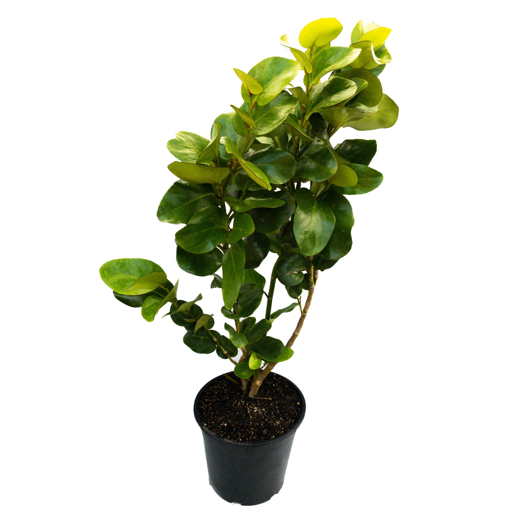 Griselinia Lucida 8l