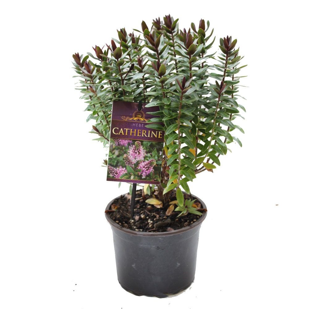 Hebe Hybrid 'catherine' - 2l