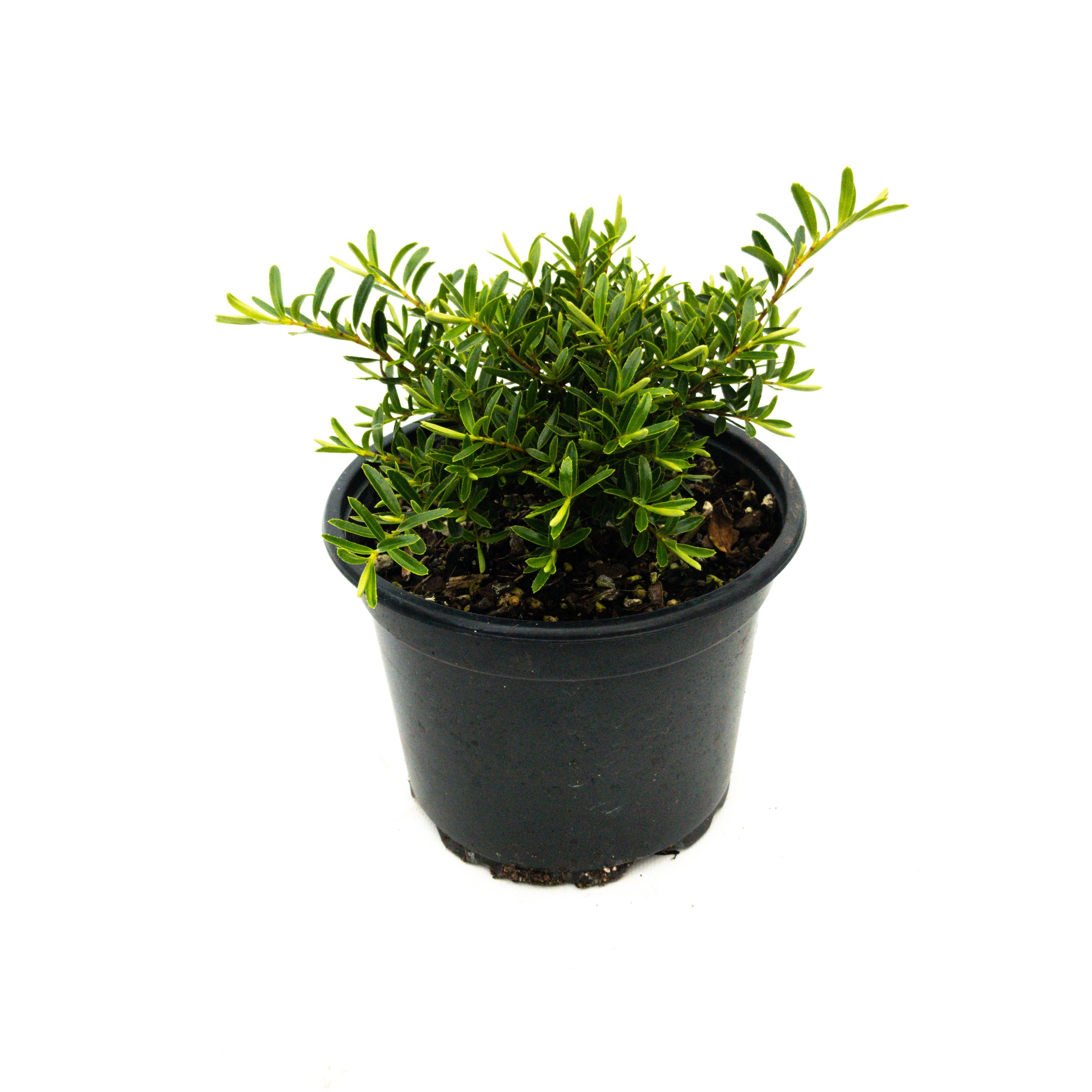 Hebe Diosmifolia 'minor' - 2l