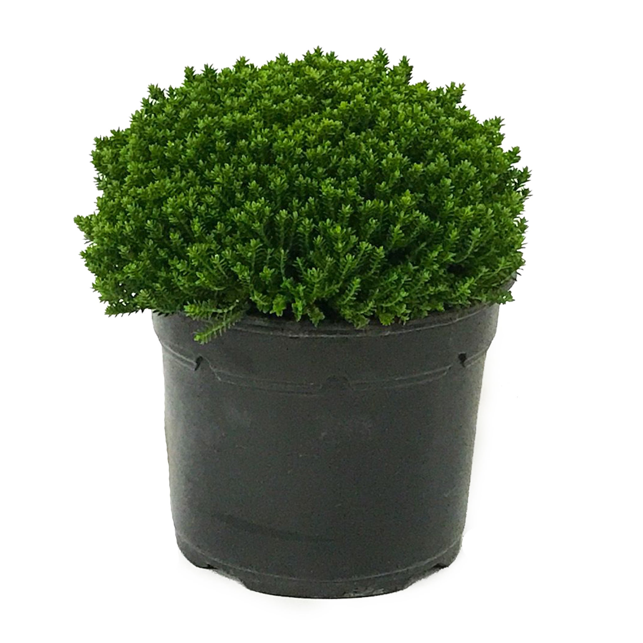 Hebe 'emerald Green' - 2l