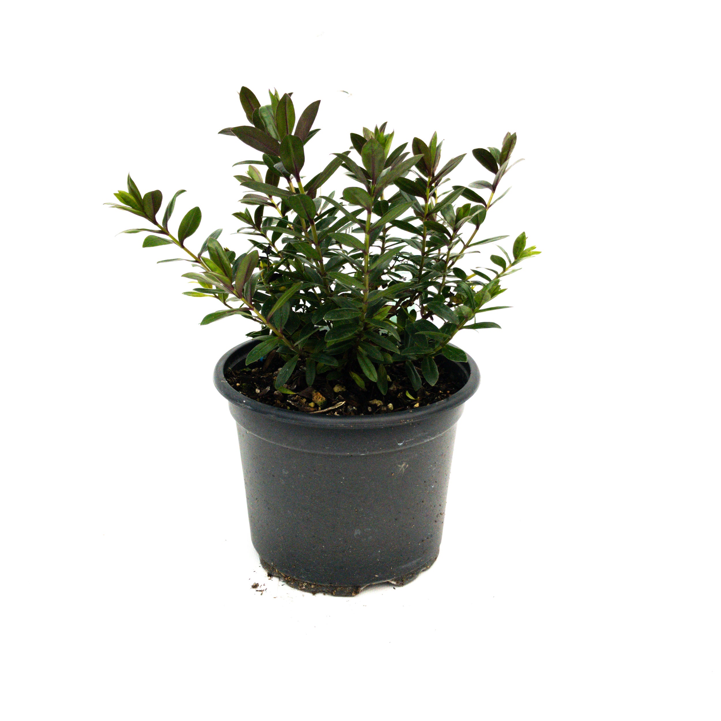 Hebe Hybrid 'elizabeth' - 2l