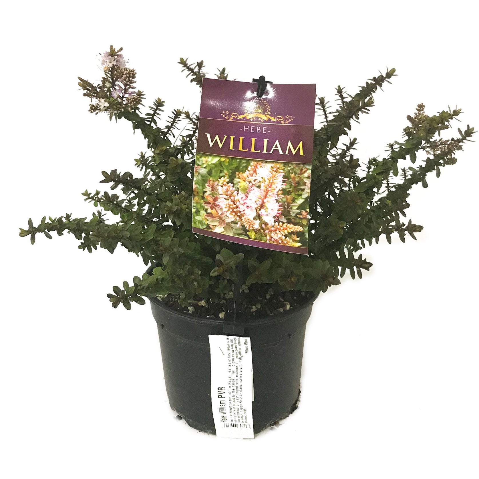 Hebe Hybrid 'william' - 2l