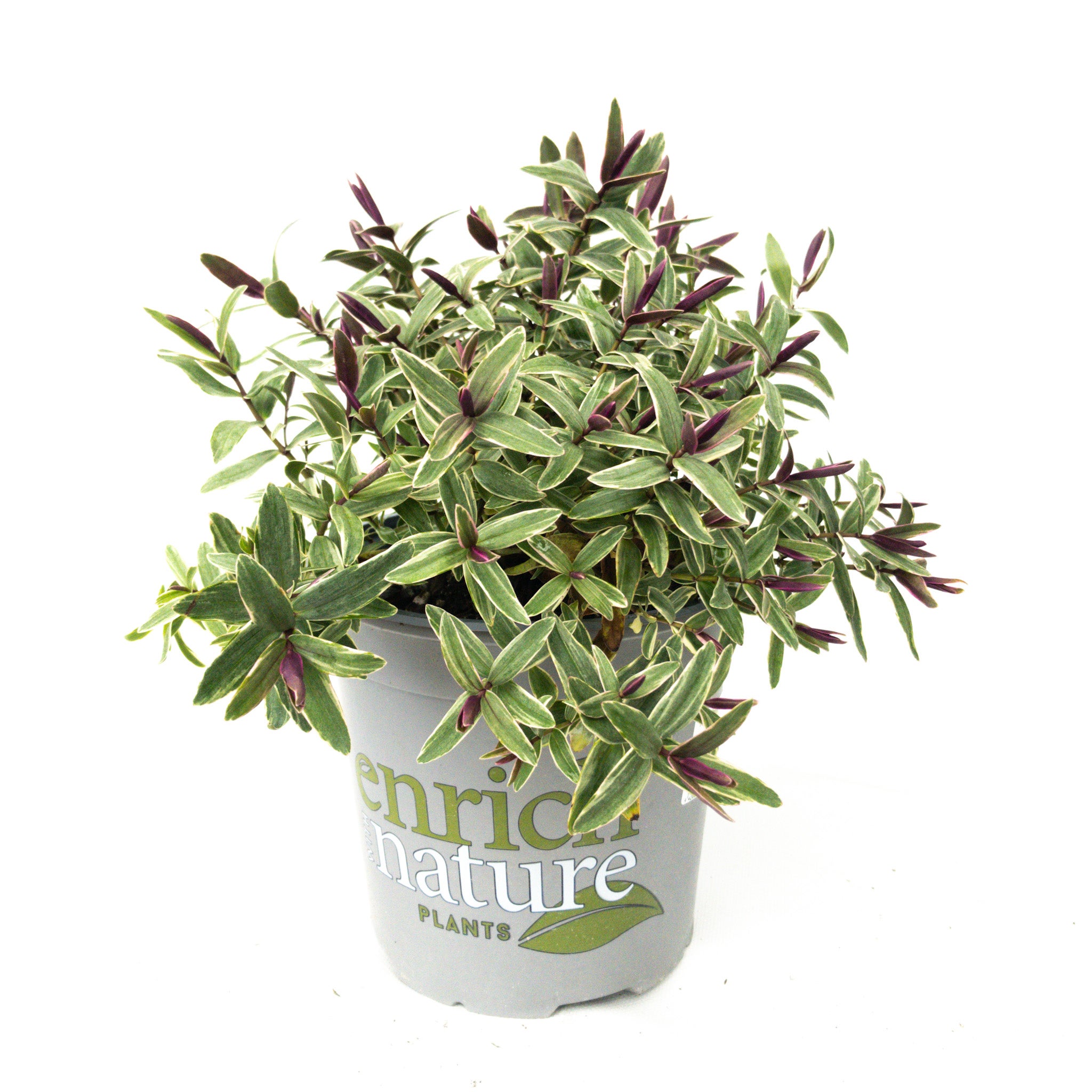 Hebe 'marilyn Monroe' - 2.5l