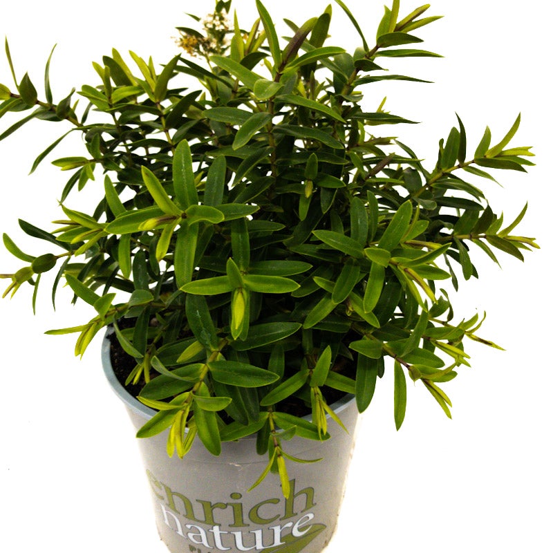 Hebe 'mary Antoinette' - 2.5l
