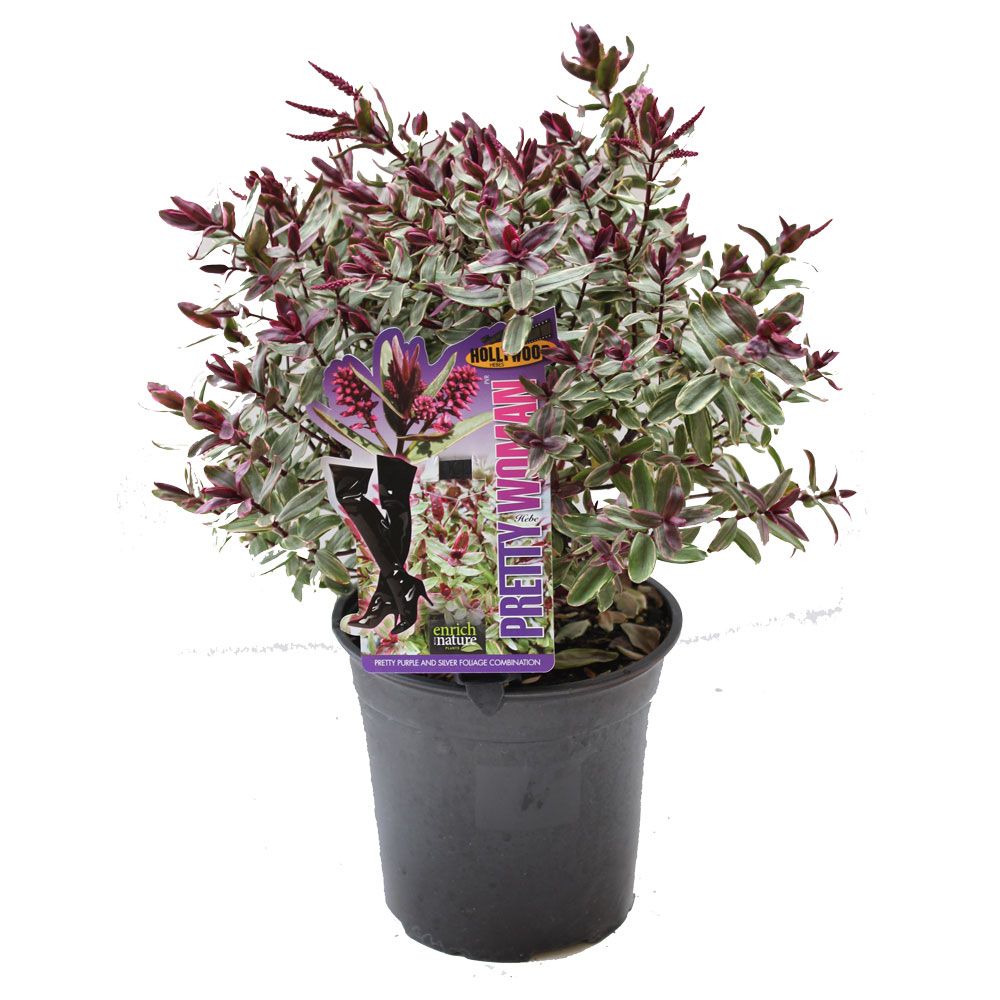 Hebe 'pretty Women' - 2.5l