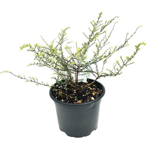 Hebe 'quick Silver' - 2l | Native Shrubs | Kings Plant Barn | NZ Garden  Centres, Shop Online, Cafes