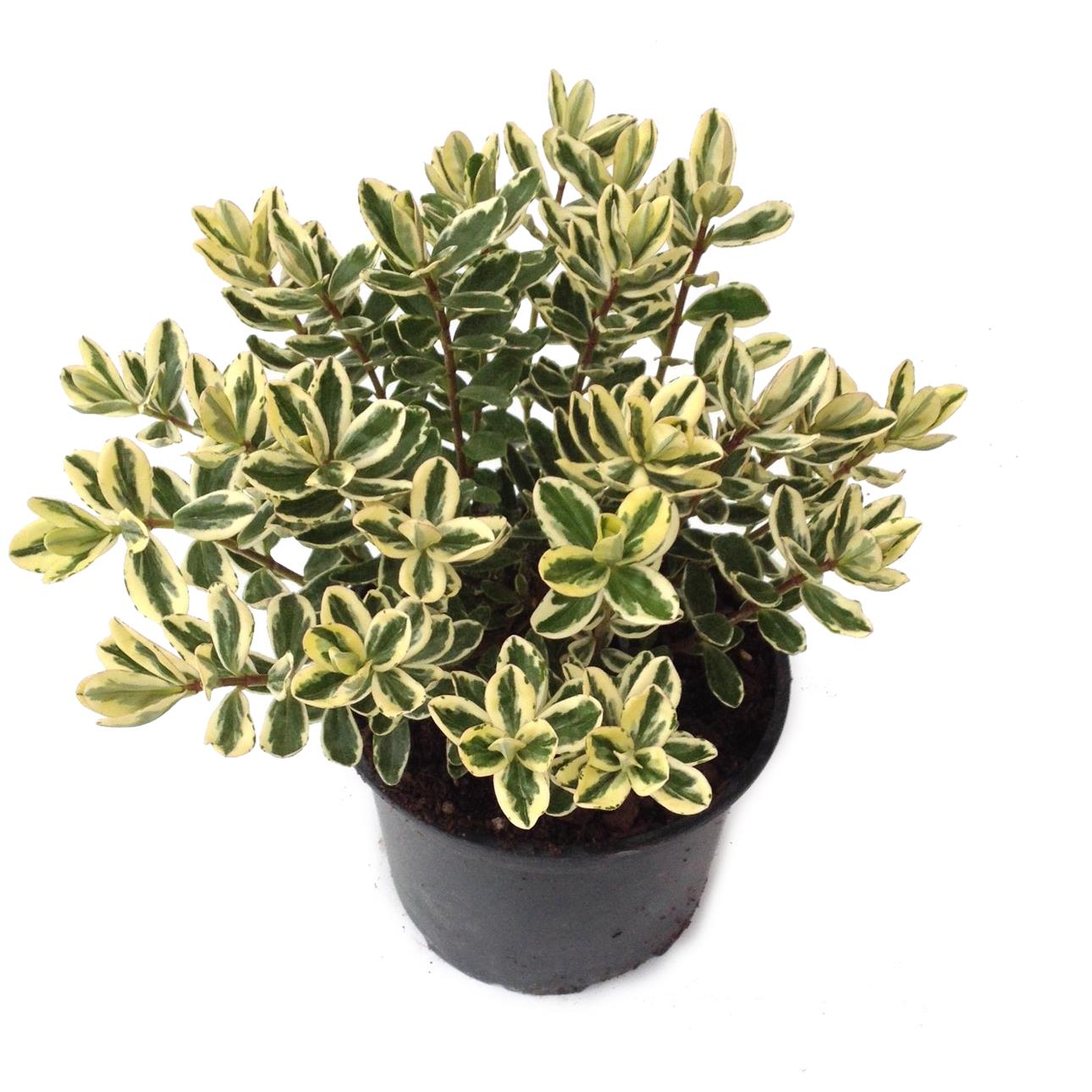 Hebe 'waireka' - 2l
