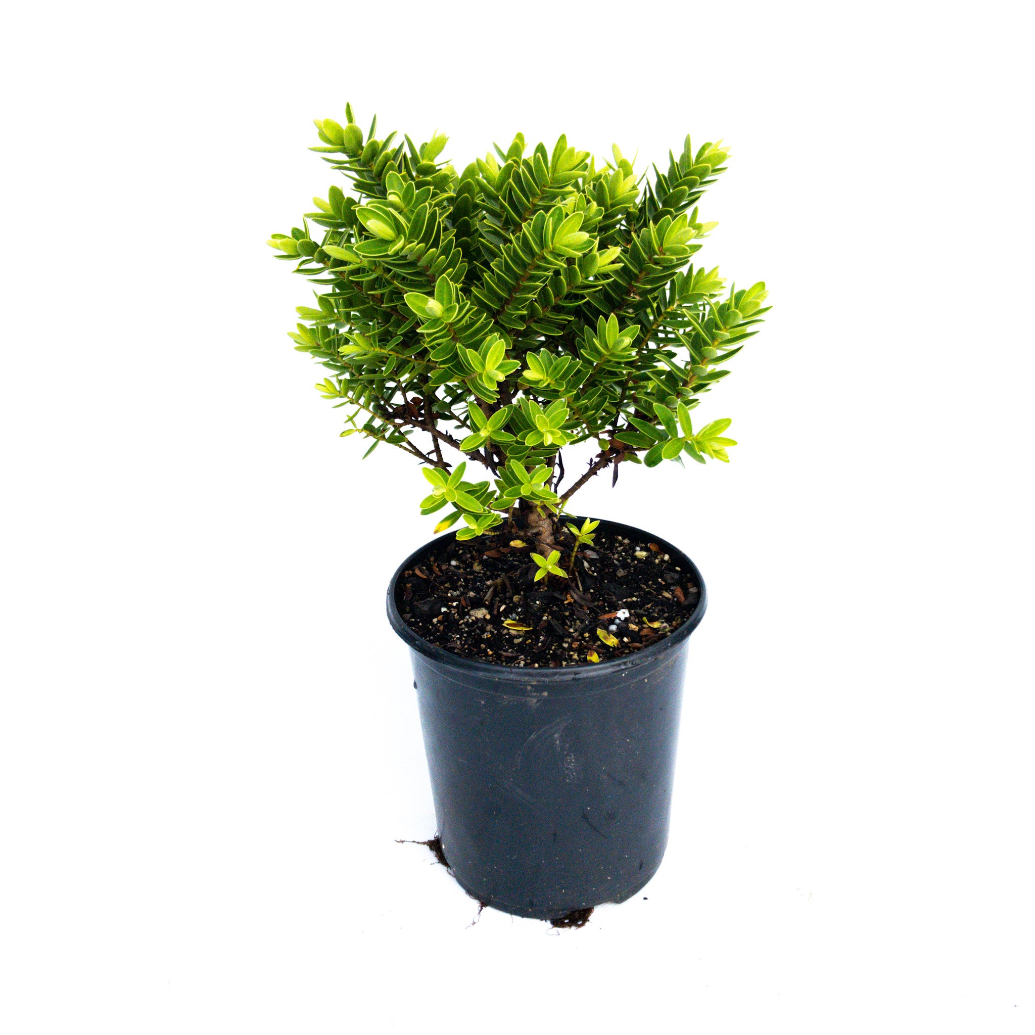 Hebe 'wiri Mist' - 2.5l