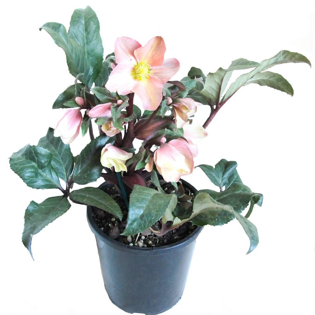 Helleborus Hgc® Camelot® (winter Rose) - 2.4l