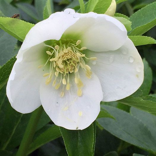 Helleborus Hybrid 'ice Queen' (winter Rose) - 2.5l