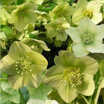 Helleborus Orientalis 'yellow' (winter Rose) - 1l